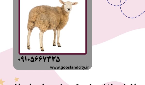 نژادهای گوسفندان ایرانی