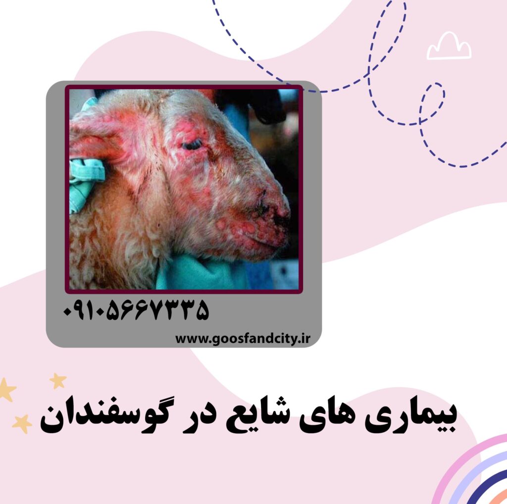 بیماری های شایع در گوسفندان