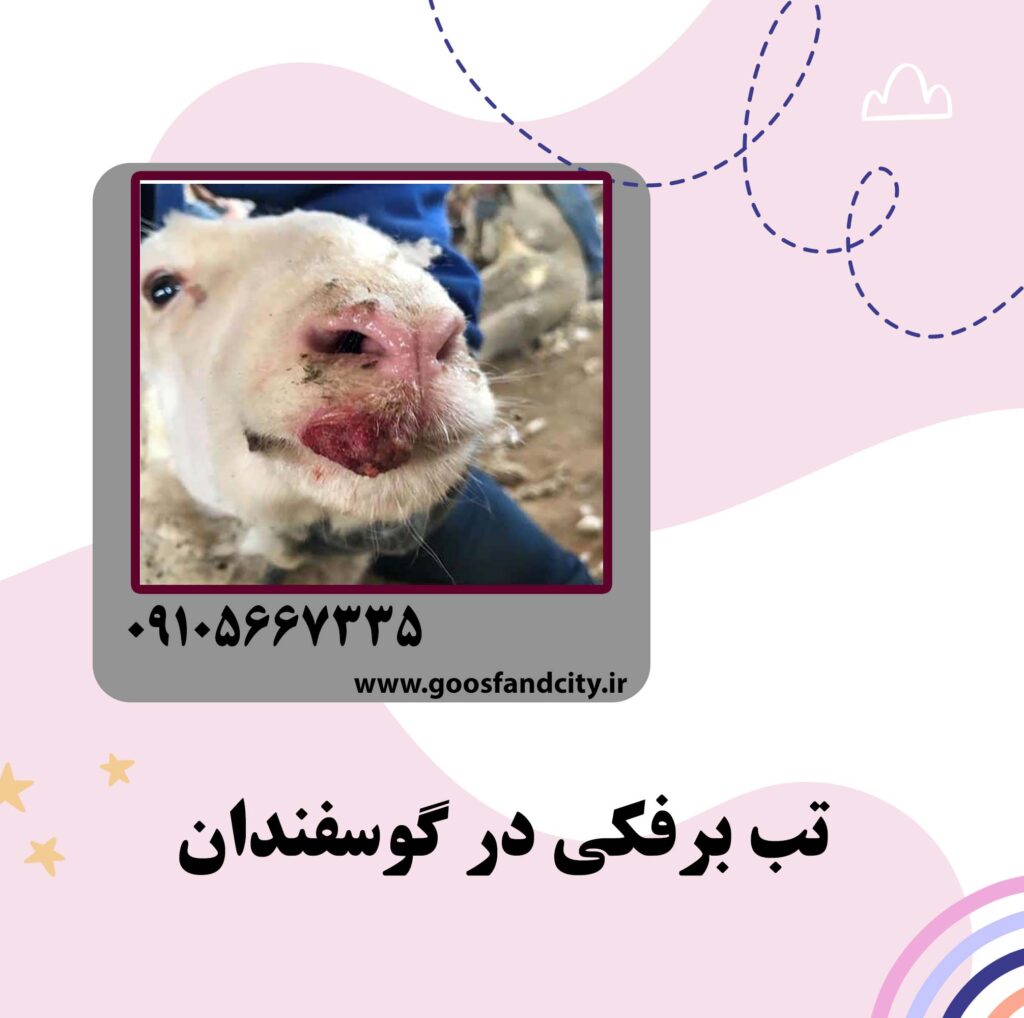 تب برفکی در گوسفندان