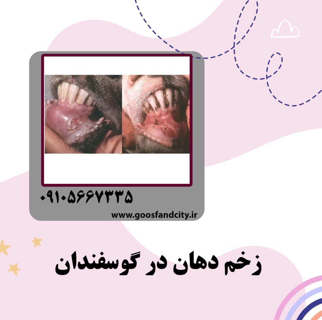 زخم دهان در گوسفندان