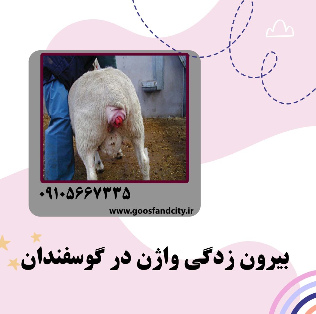 بیرون زدگی واژن در گوسفندان