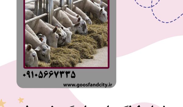 شرایط نگهداری از گوسفند زنده