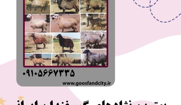 بهترین نژادهای گوسفندان ایرانی