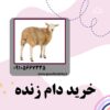 خرید دام زنده