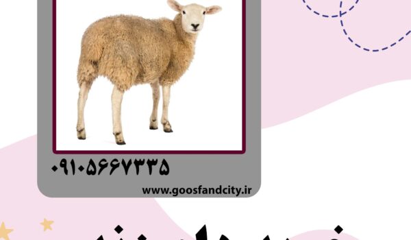 خرید دام زنده