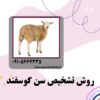 روش تشخیص سن گوسفندان