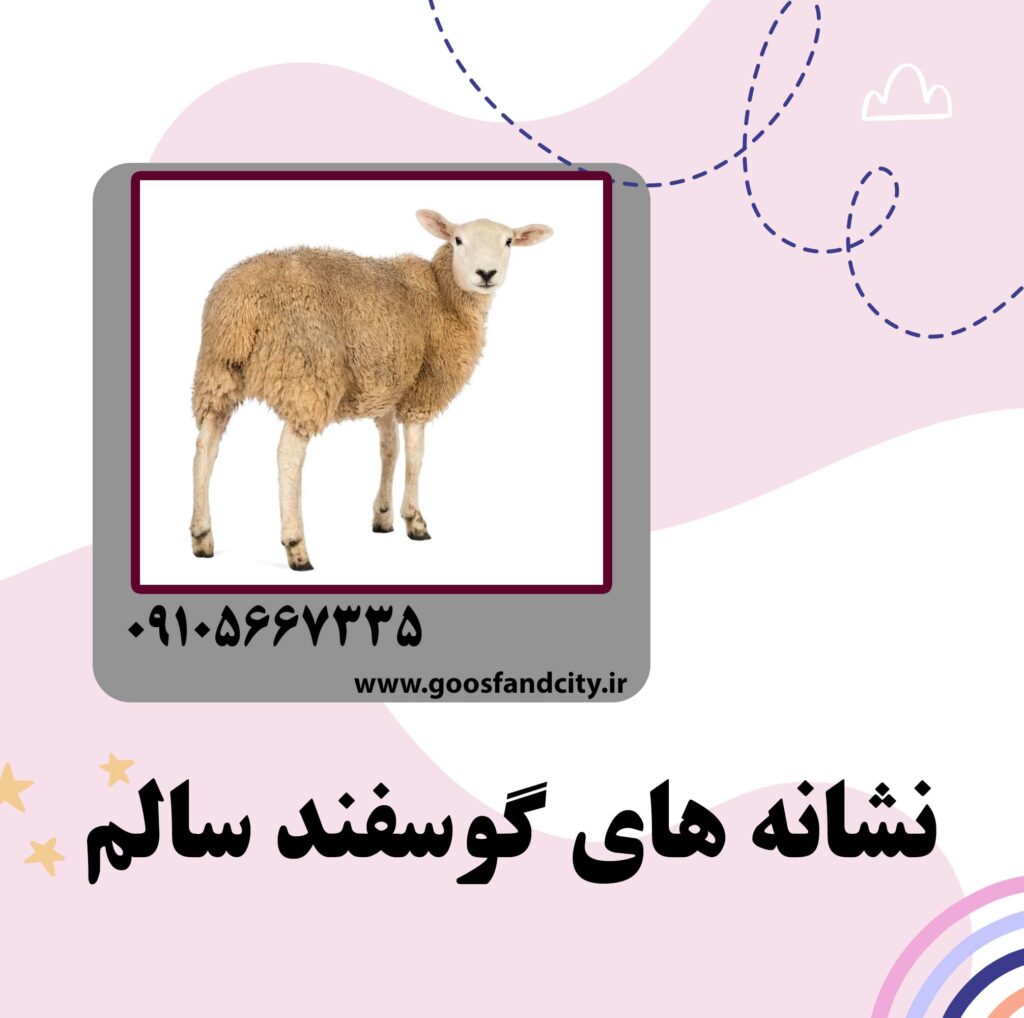 نشانه های گوسفند سالم