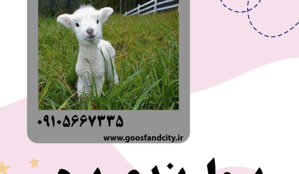 پرواربندی بره