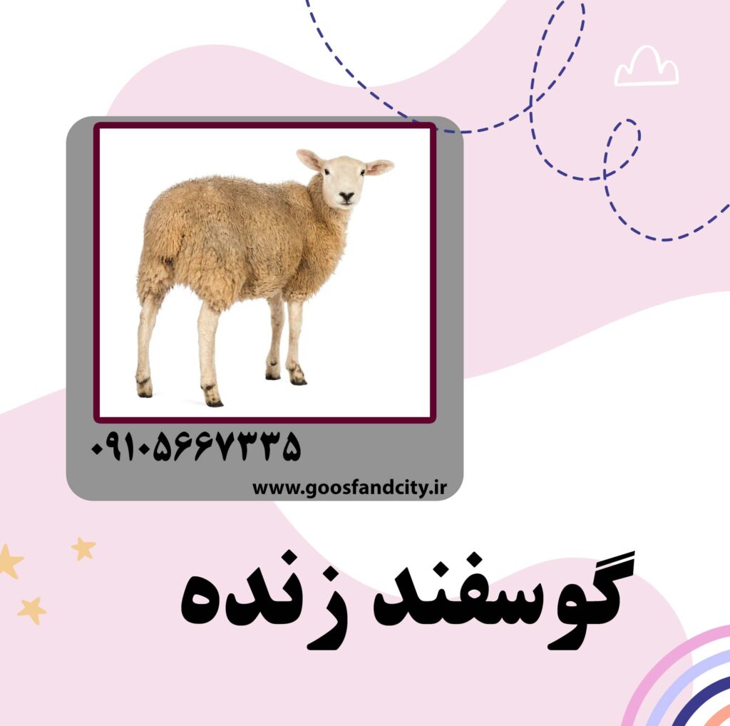 خرید گوسفند زنده