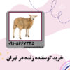 خرید گوسفند زنده در تهران