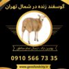 خرید گوسفند زنده در شمال تهران
