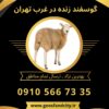 خرید گوسفند زنده در غرب تهران