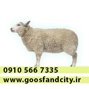گوسفند زنده در رباط کریم