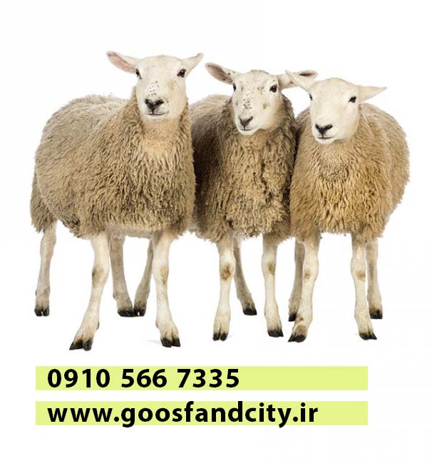 خرید گوسفند زنده در رباط کریم