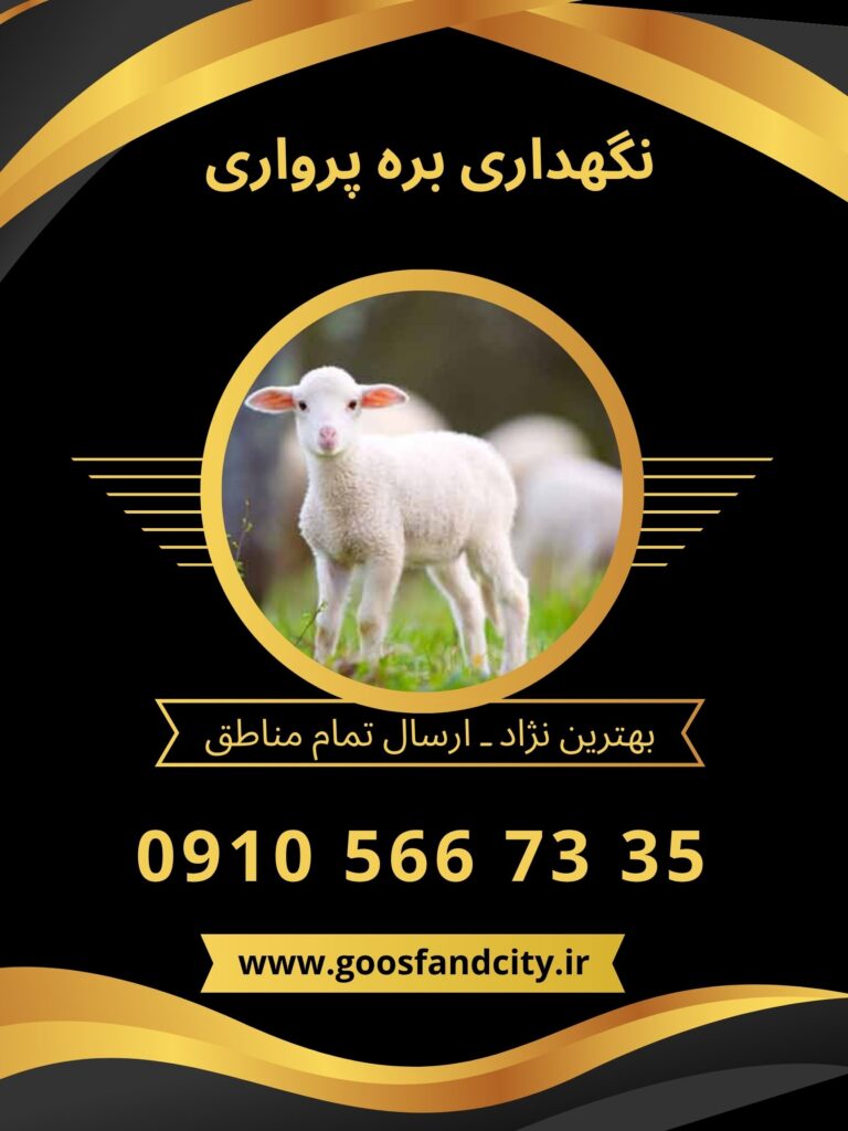 نگهداری بره پرواری