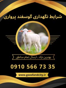 شرایط نگهداری گوسفند پرواری
