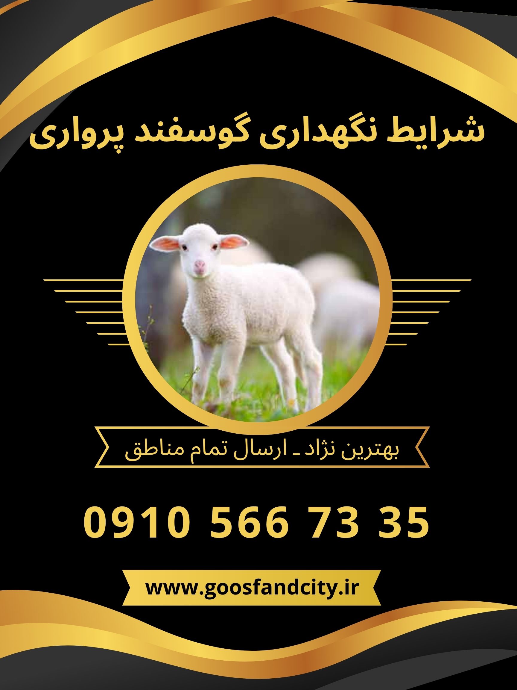 شرایط نگهداری گوسفند پرواری