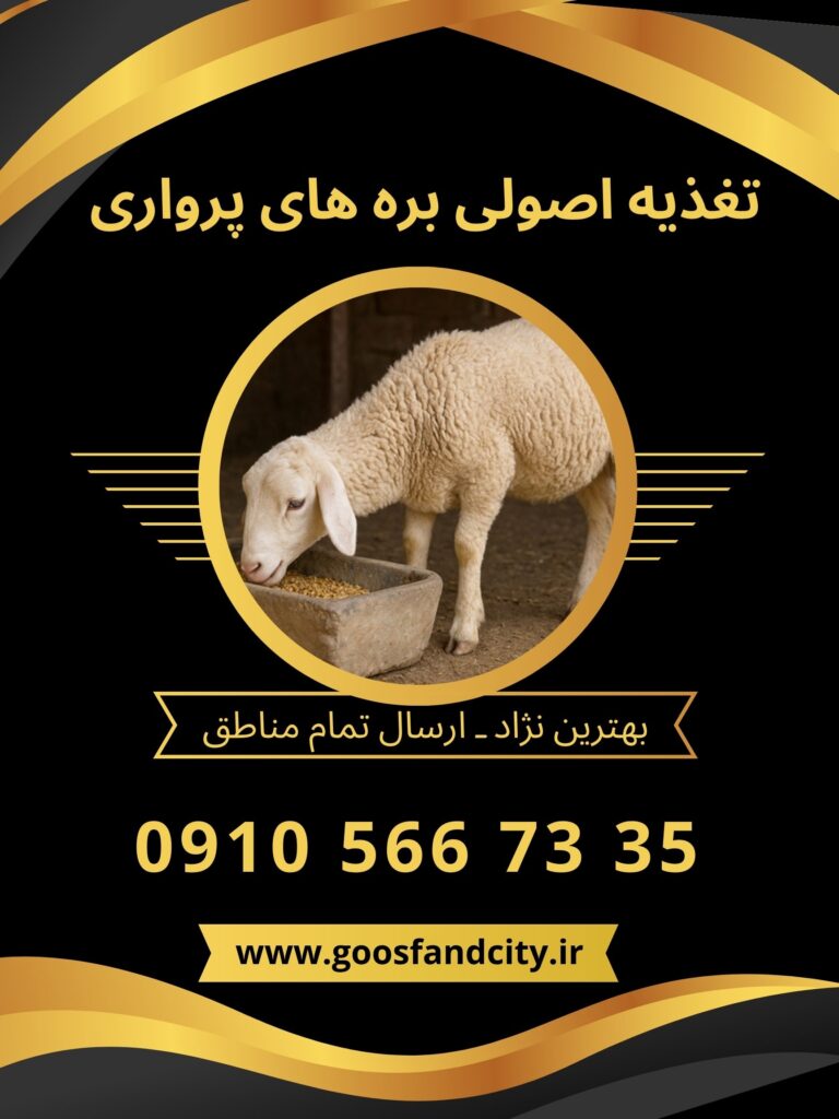 تغذیه اصولی بره‌های پرواری