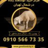 مرکز خرید گوسفند زنده در شمال تهران