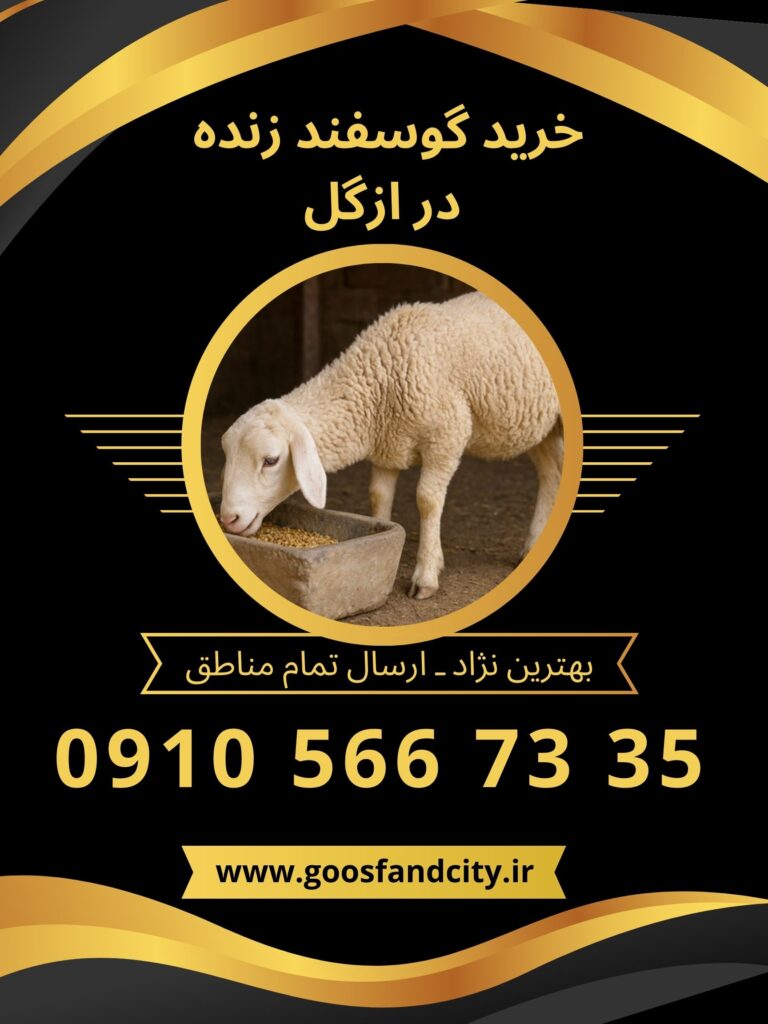 خرید گوسفند زنده در ازگل