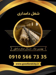 شغل دامداری