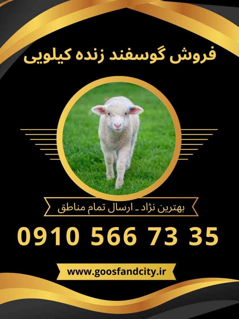 فروش گوسفند زنده کیلویی