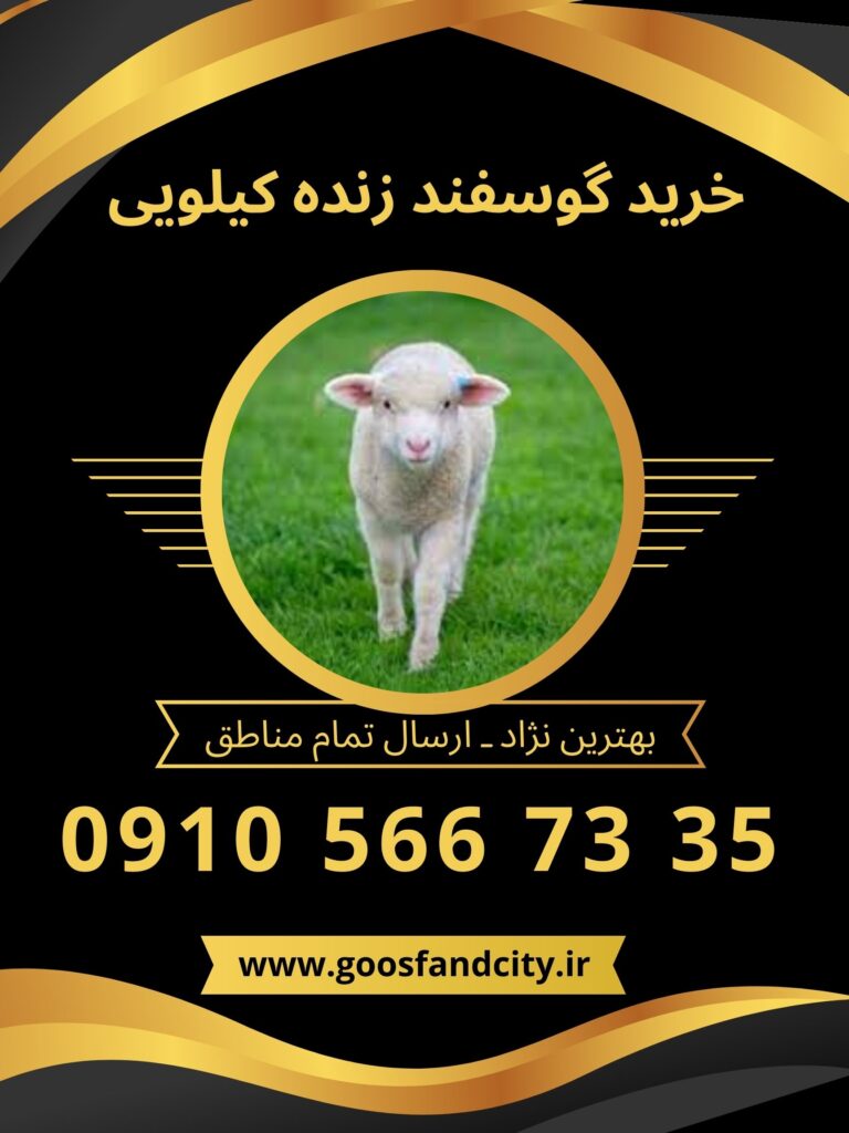 خرید گوسفند زنده کیلویی