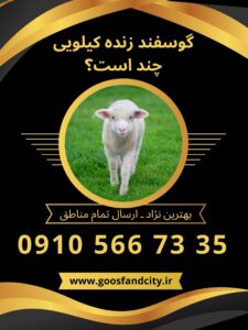 گوسفند زنده کیلویی چند است؟