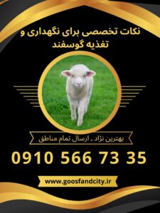 نکات تخصصی برای نگهداری و تغذیه گوسفند