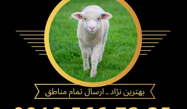 نکات تخصصی برای نگهداری و تغذیه گوسفند